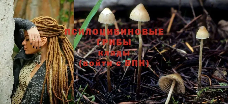 Галлюциногенные грибы Cubensis  Лебедянь 